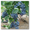 High Quality Blueberry Seeds Bacca seeds For Growing